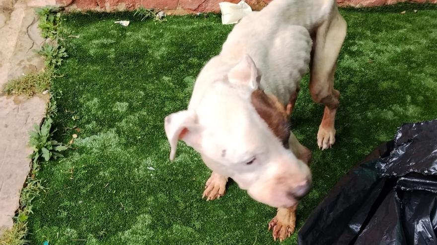 El animal tuvo que ser sacrificado finalmente por los servicios veterinarios debido a las dolencias que presentaba.