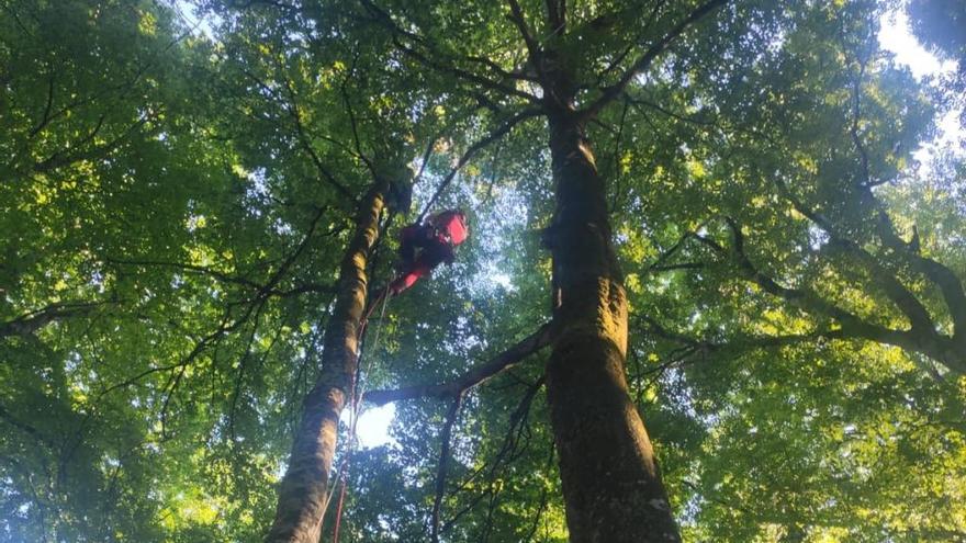 Rescate del parapentista colgado del árbol
