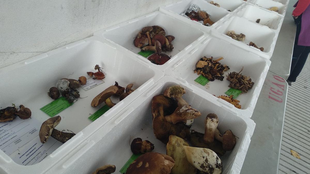 La exposición de setas será este domingo en Herriaren Enparantza La exposición de setas será este domingo en Herriaren Enparantza