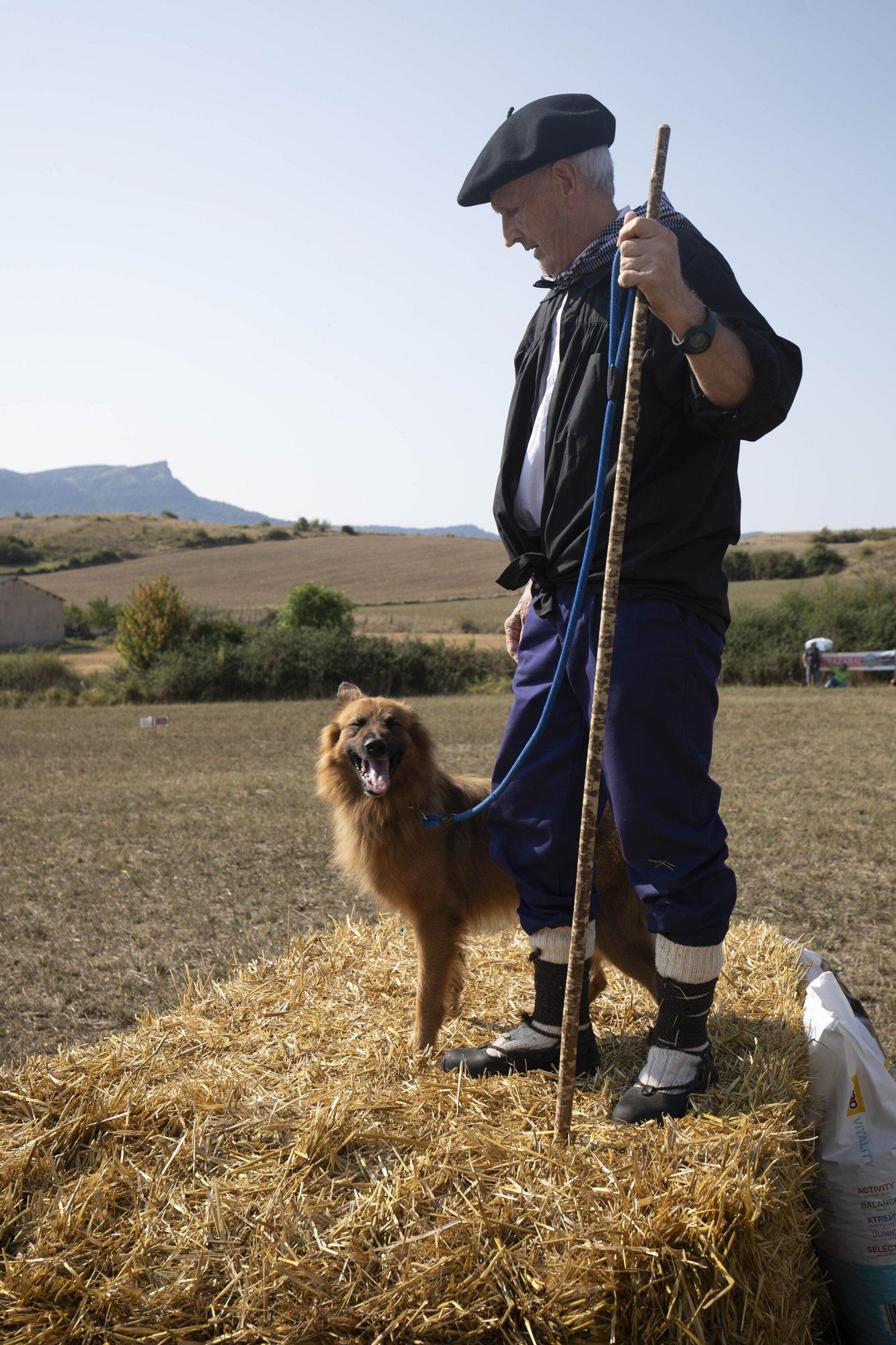 En imágenes: LXI edición del Campeonato de Araba de Perro de Pastor