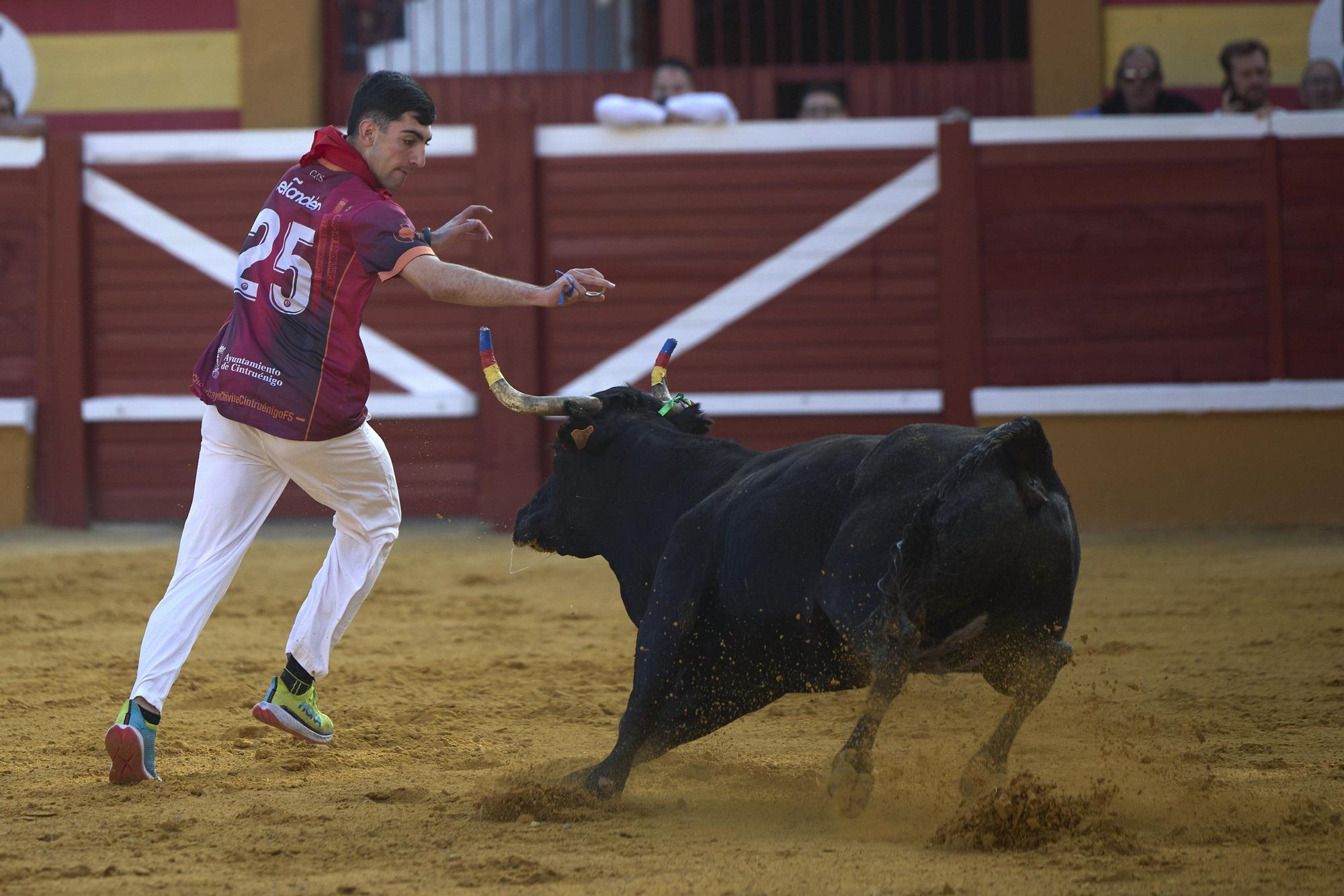 Suelta de vaquillas en las fiestas de Tudela (viernes 25 de julio de 2025)
