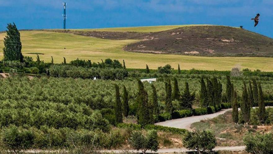 Finca ecológica de Aceites Artajo ubicada en Fontellas: Aceites Artajo