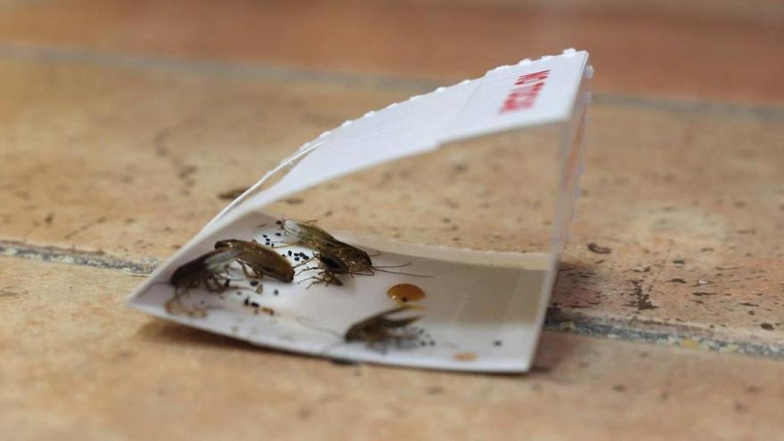 Adiós a aplastar cucarachas en verano: estos son los riesgos de hacerlo, según la OMS
