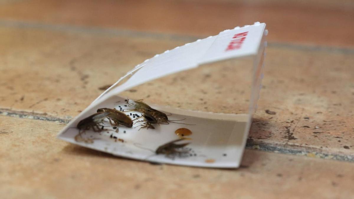 Adiós a aplastar cucarachas en verano: estos son los riesgos de hacerlo, según la OMS