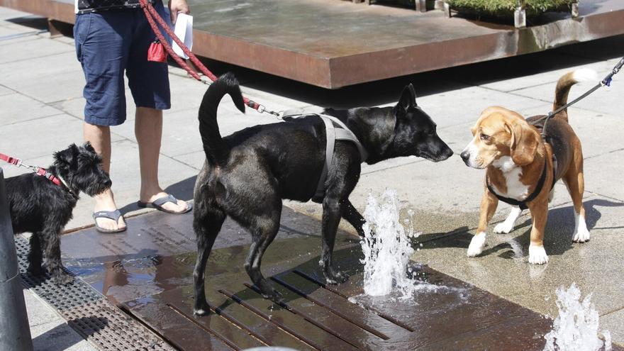 Vitoria crea la multa por no diluir los orines del perro