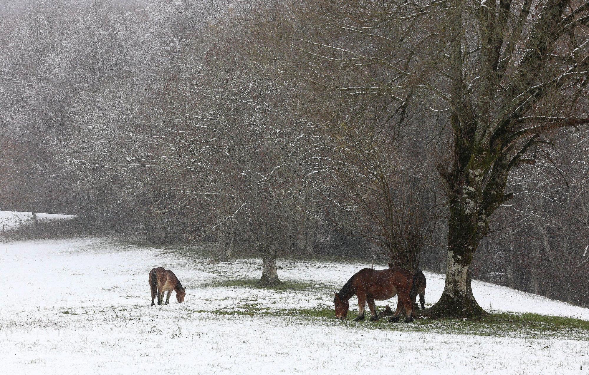 Fotos de la nieve en Navarra (20 de noviembre de 2025)