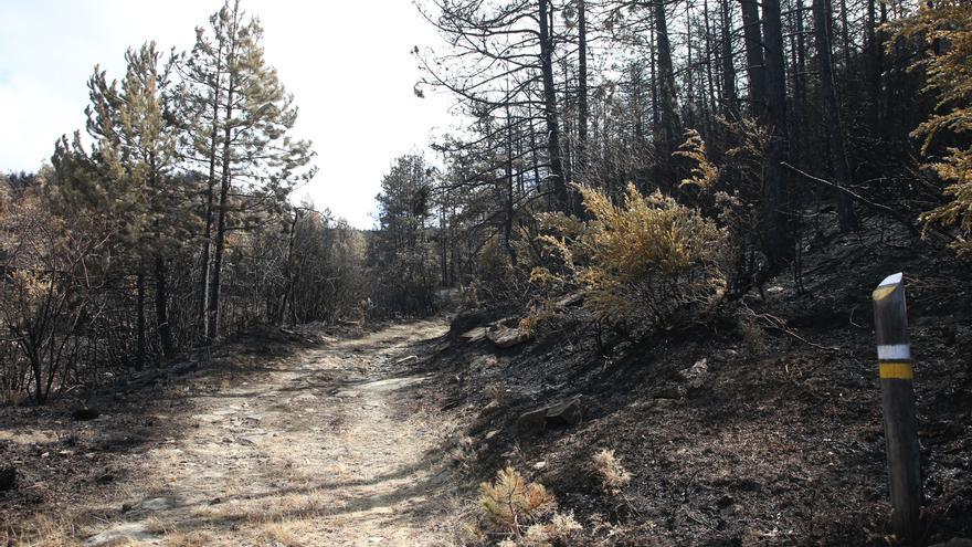 Incendios en Navarra | Aprobadas ayudas para zonas afectadas en Tafalla, Legarda, Arguedas y San Martín de Unx
