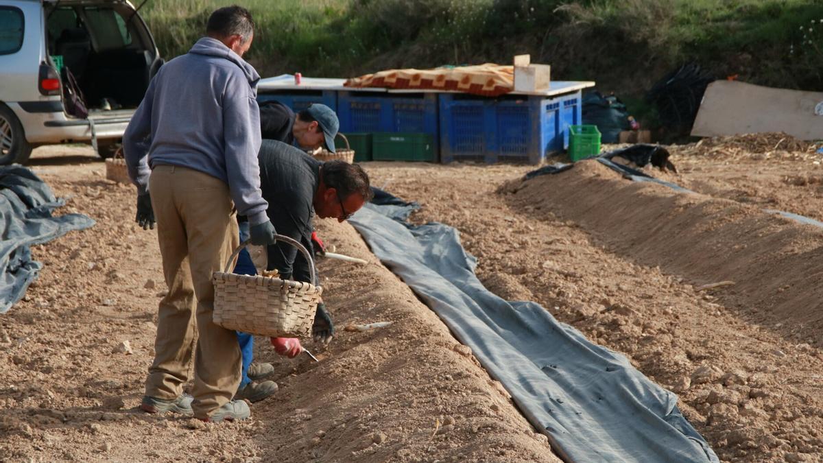 La agricultura es el sector que peor evolución presenta en Gipuzkoa.