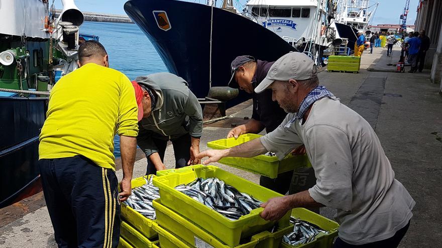 AZTI inicia una nueva campaña para determinar la población de anchoa