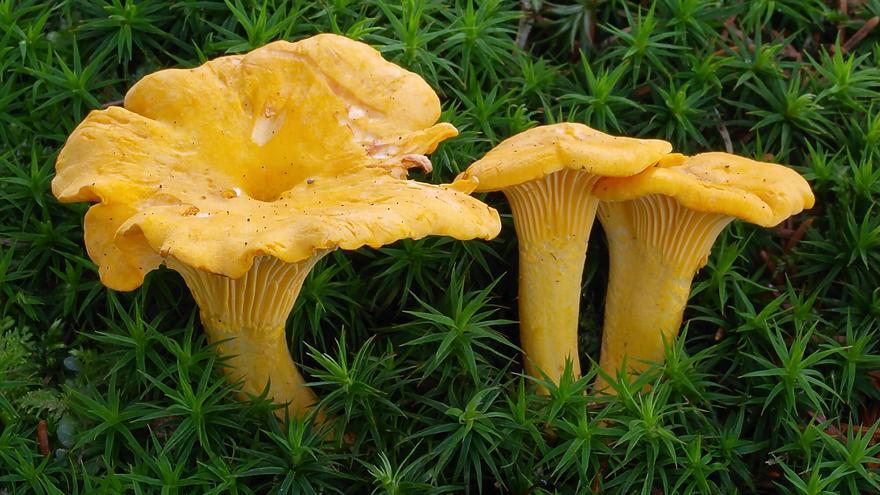 Cantharellus cibarius.