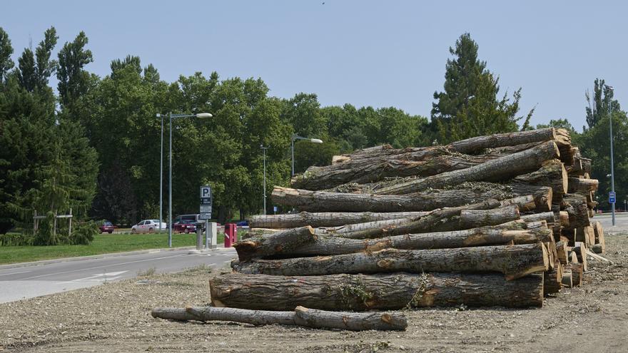 El Ayuntamiento de Pamplona expedientará a la Universidad de Navarra por talar 113 árboles sin licencia