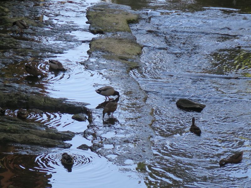 Los patos del río Urola viven en territorio neutral.