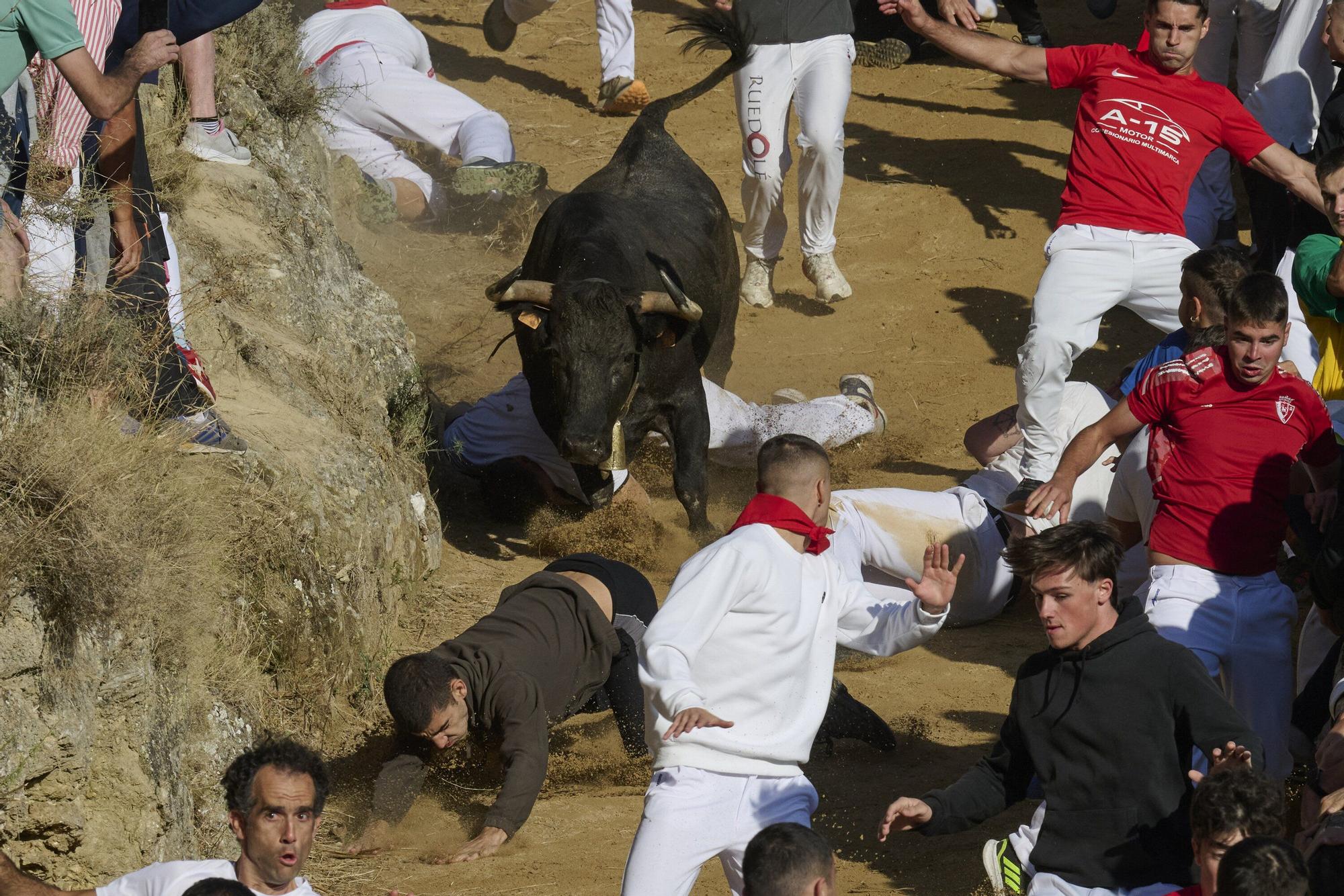 Fotos del penúltimo encierro del Pilón de Falces 2025