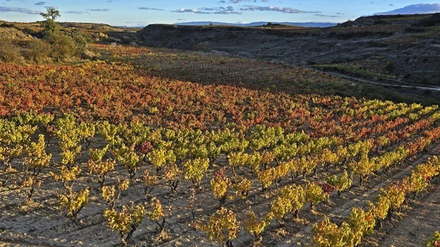 El Gobierno Vasco activará en marzo una ayuda de crisis de 2 millones de euros para el sector vitivinícola