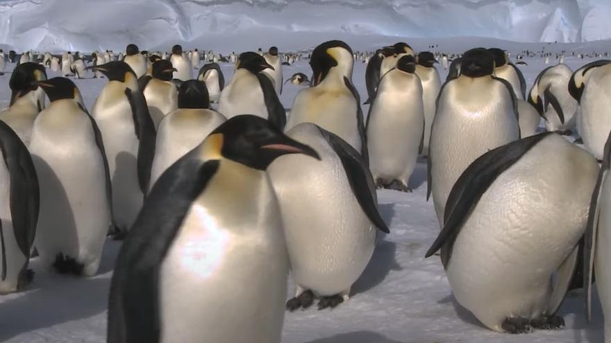 Los pingüinos han adelantado dos semanas su reproducción a causa del cambio climático