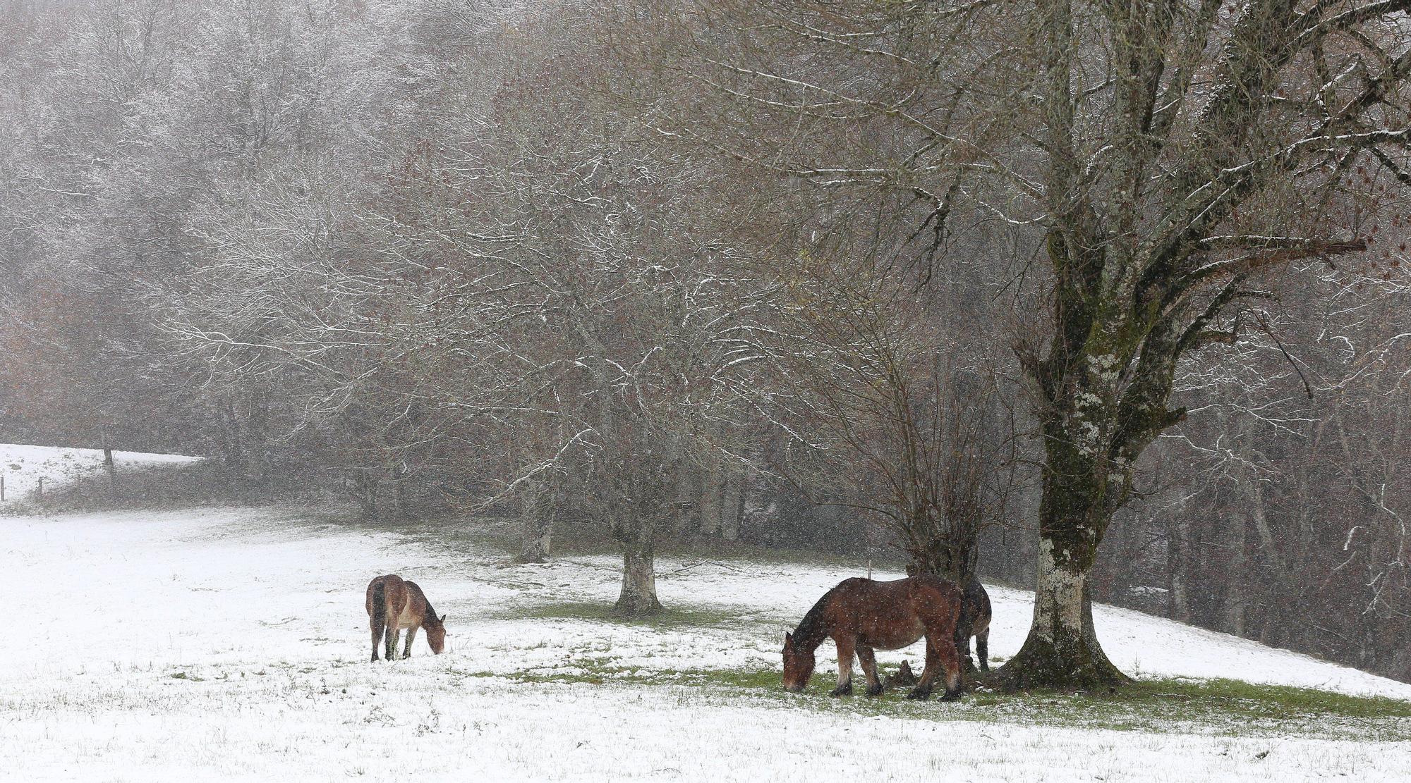 Fotos de la nieve en Navarra (20 de noviembre de 2025)