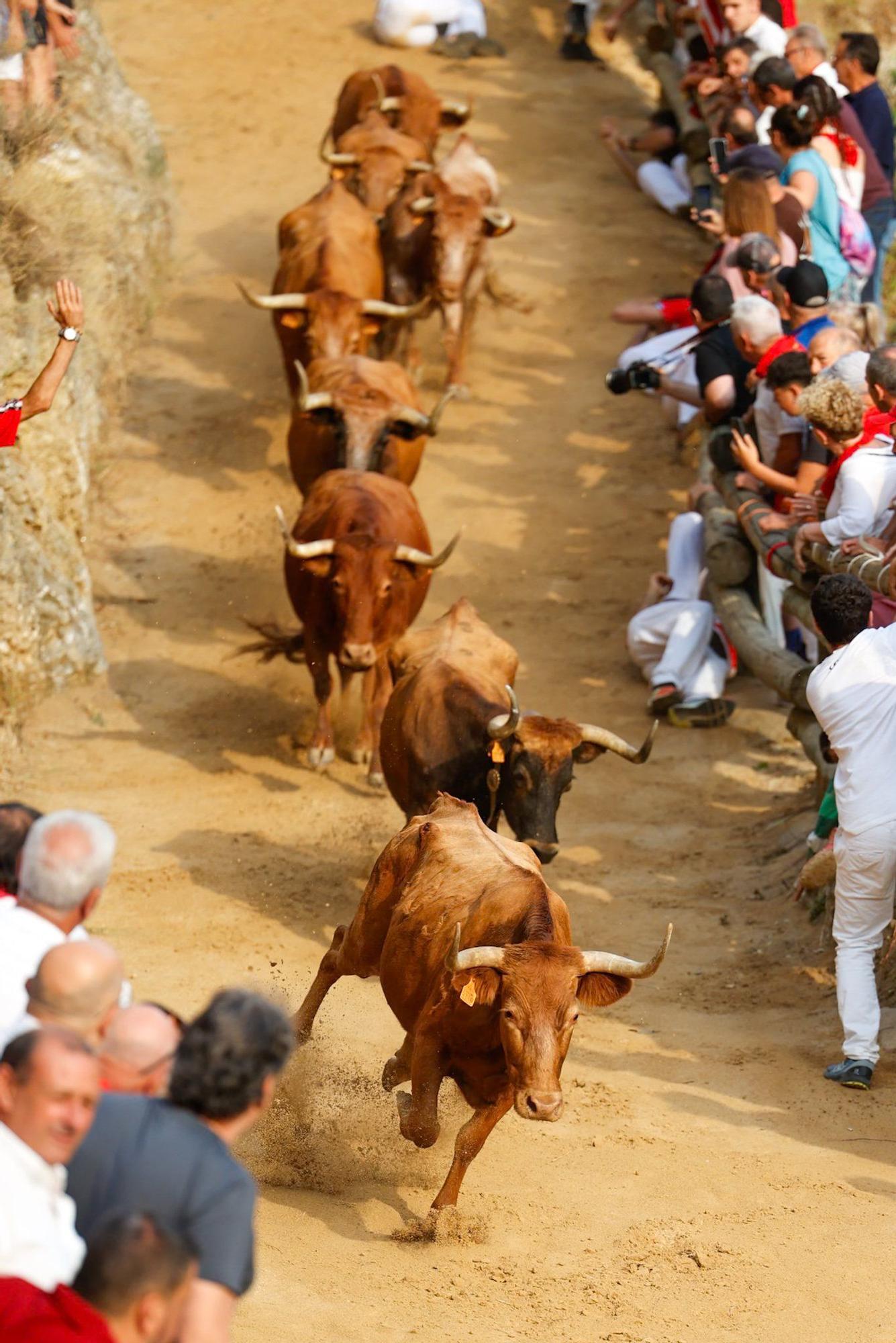 Fotos del segundo encierro del Pilón de Falces 2025