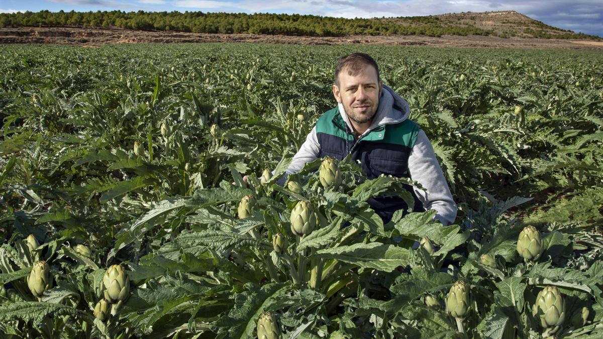 Un productor de Alcachofas de Tudela.