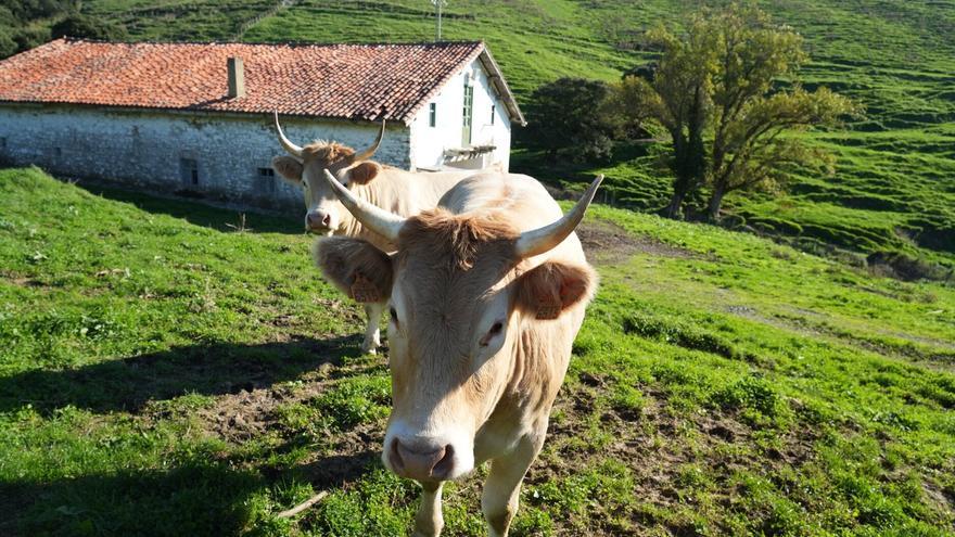 157 explotaciones agrarias carecen de relevo generacional en Bizkaia