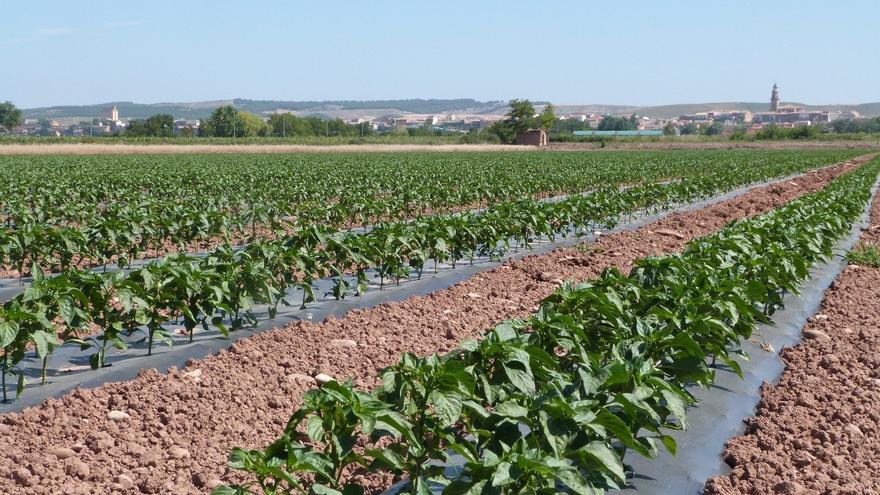 Kilómetro 0 en Navarra: economía de cercanía y sabor local