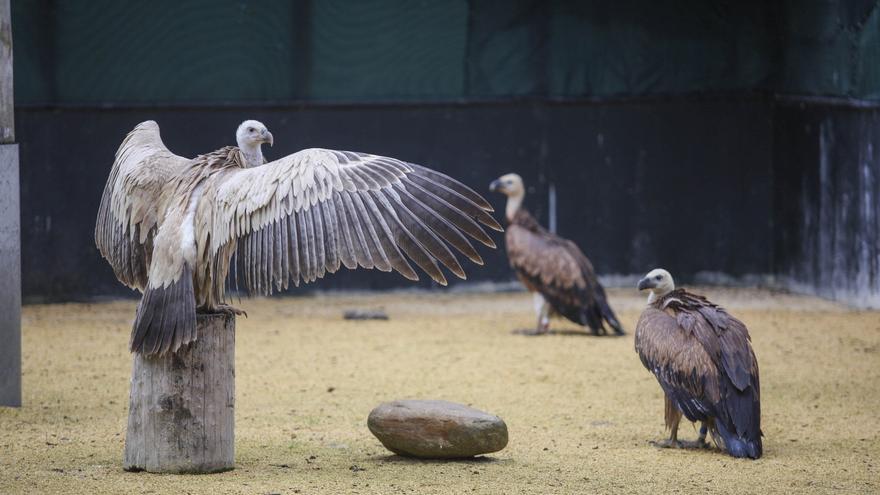 El centro de recuperación de Martioda atendió a 1.022 animales de 123 especies en 2025