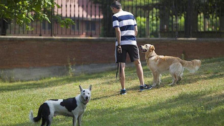 En Artatza los perros pueden estar sueltos.