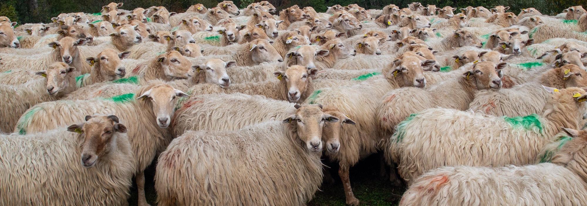 Fotos de la visita a la explotación ganadera de un joven que acaba de instalarse en Gaintza, en el valle de Araitz