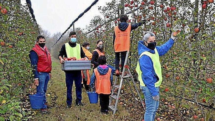 Los espigamientos en Tierra Estella ayudan a 400 familias