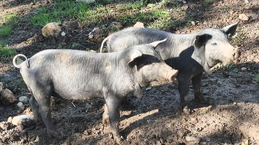 El brote de peste porcina en Catalunya podría proceder de un laboratorio
