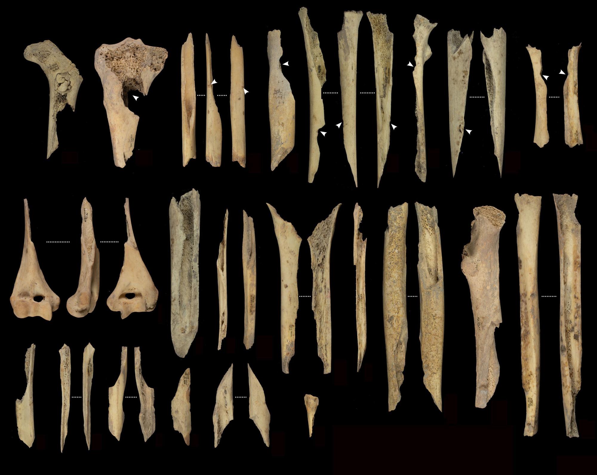 Fragmentos de huesos de las extremidades canibalizados de El Mirador.