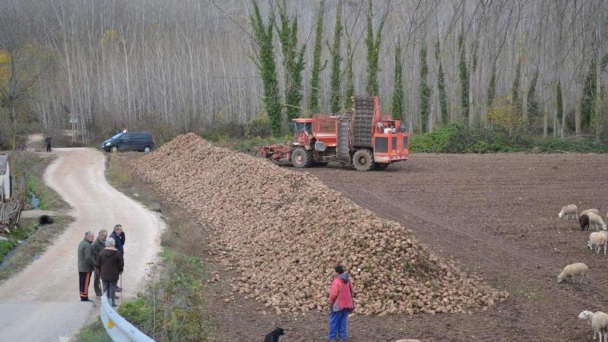 El Gobierno Vasco aprueba una ayuda extraordinaria para garantizar la rentabilidad de la remolacha en Álava
