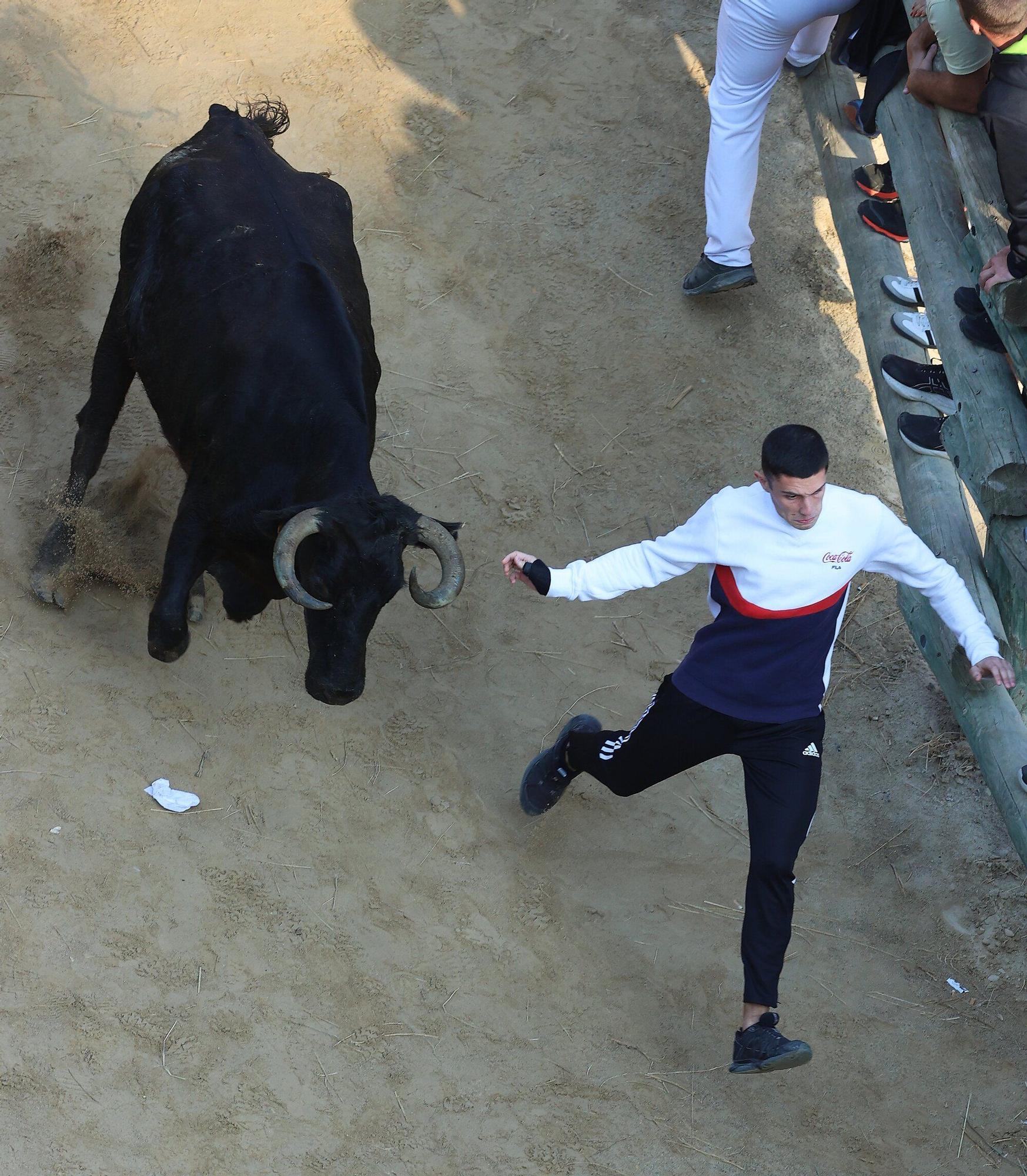 Fotos del último encierro del Pilón de Falces 2025