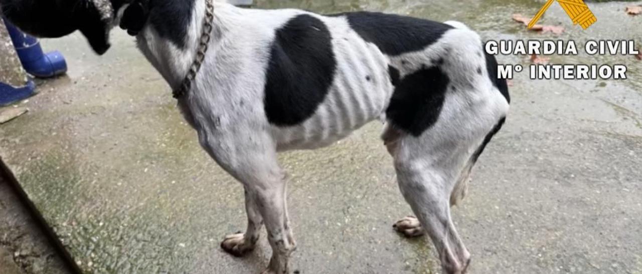 Maltrato animal en Nafarroa: un perro muerto y otros 23 en condiciones deplorables