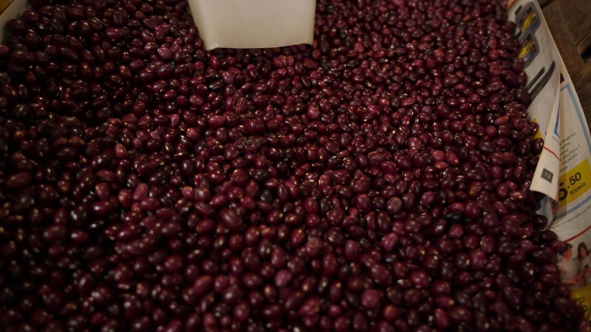 La alubia de Gernika es una legumbre de cloro rojo pardo con pecas blancas. La alubia de Gernika es una legumbre de cloro rojo pardo con pecas blancas.