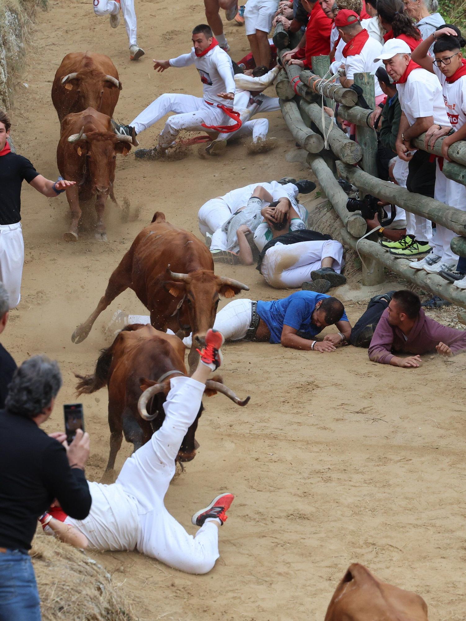 Fotos del sexto encierro del Pilón de Falces 2025, con vacas de Hípica Zahorí