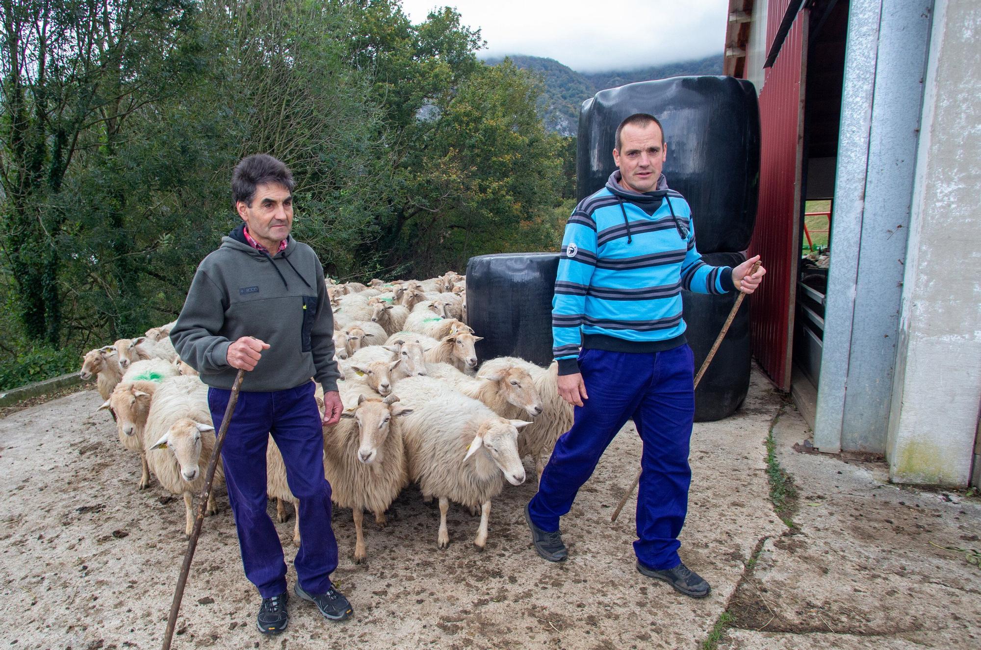 Fotos de la visita a la explotación ganadera de un joven que acaba de instalarse en Gaintza, en el valle de Araitz