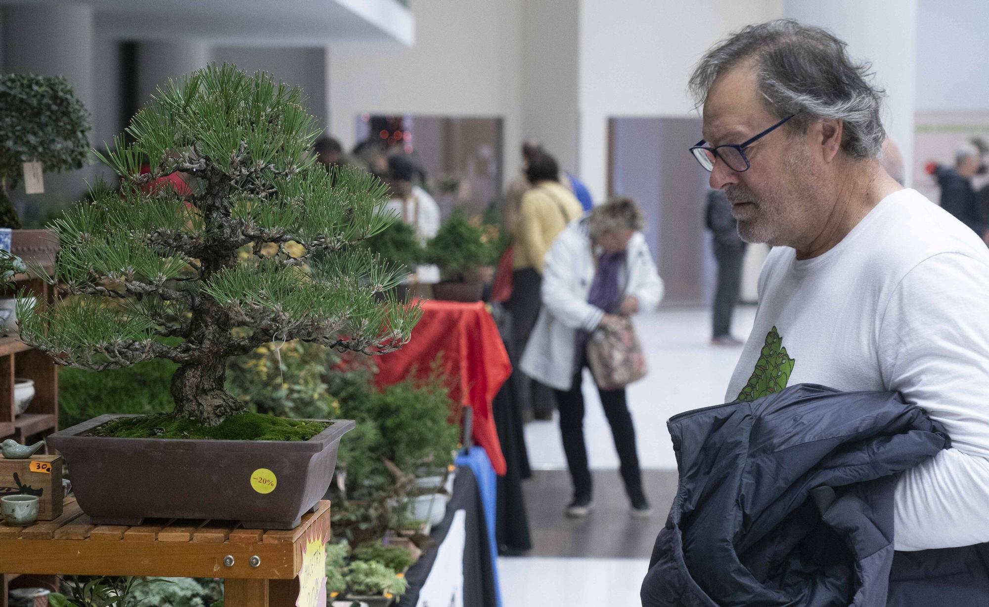 En imágenes: El arte del bonsái llega a Vitoria-Gasteiz