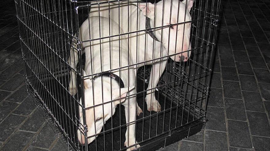 Los dos ejemplares de raza Bull Terrier robados, en una jaula.