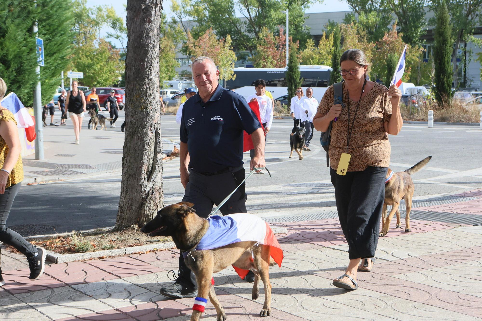 En imágenes: Perros de élite desfilan por Vitoria-Gasteiz por el 'Campeonato Mundial FCI-IGP'