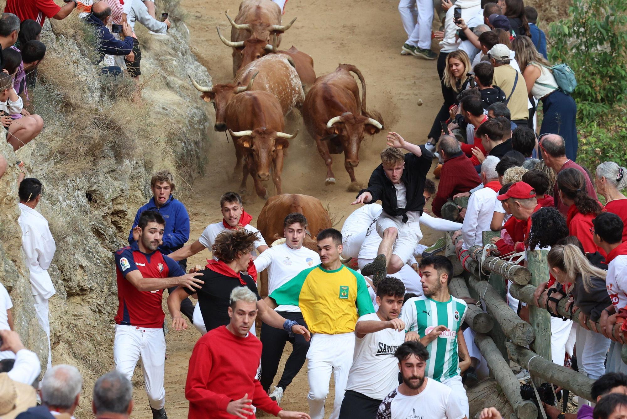 Fotos del quinto encierro del Pilón de Falces 2025 con vacas de Eulogio Mateo