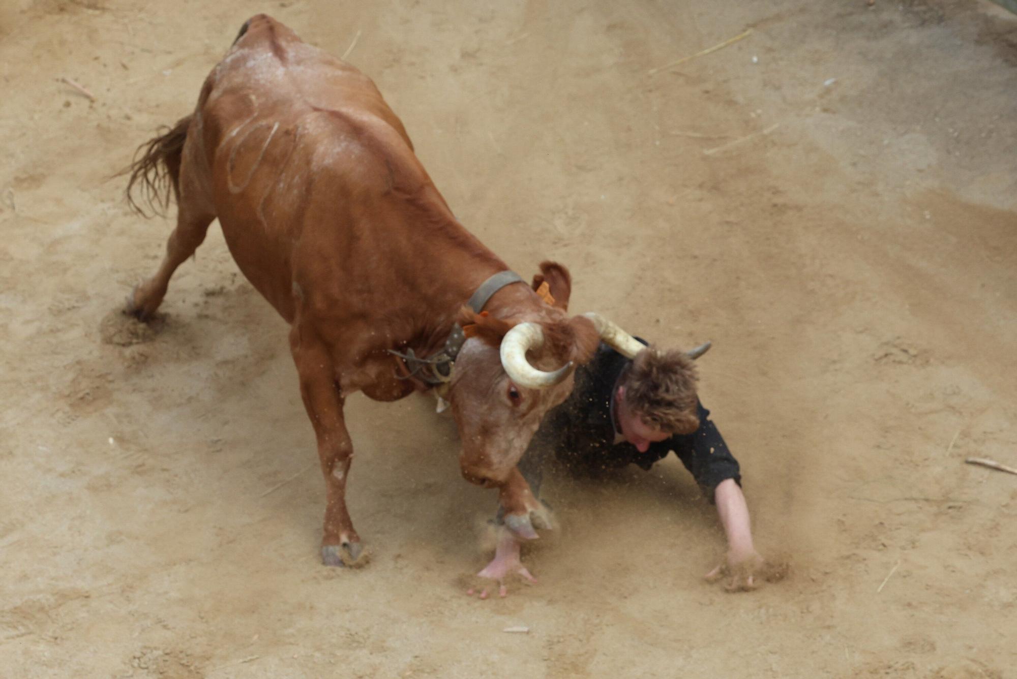 Fotos del quinto encierro del Pilón de Falces 2025 con vacas de Eulogio Mateo