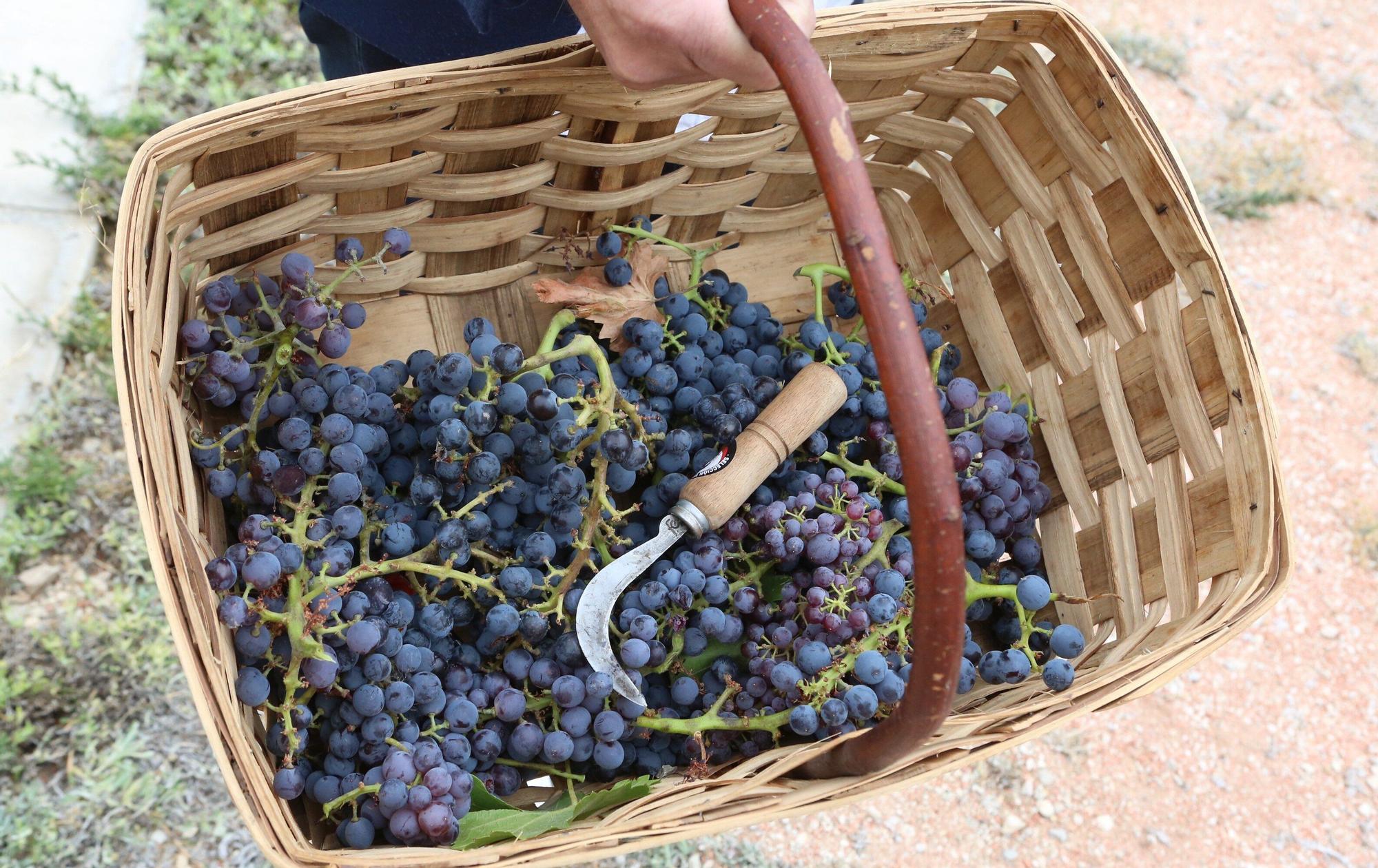 Vendimia en Navarra 2025 | Fotos del simbólico 'corte del último racimo' en Olite