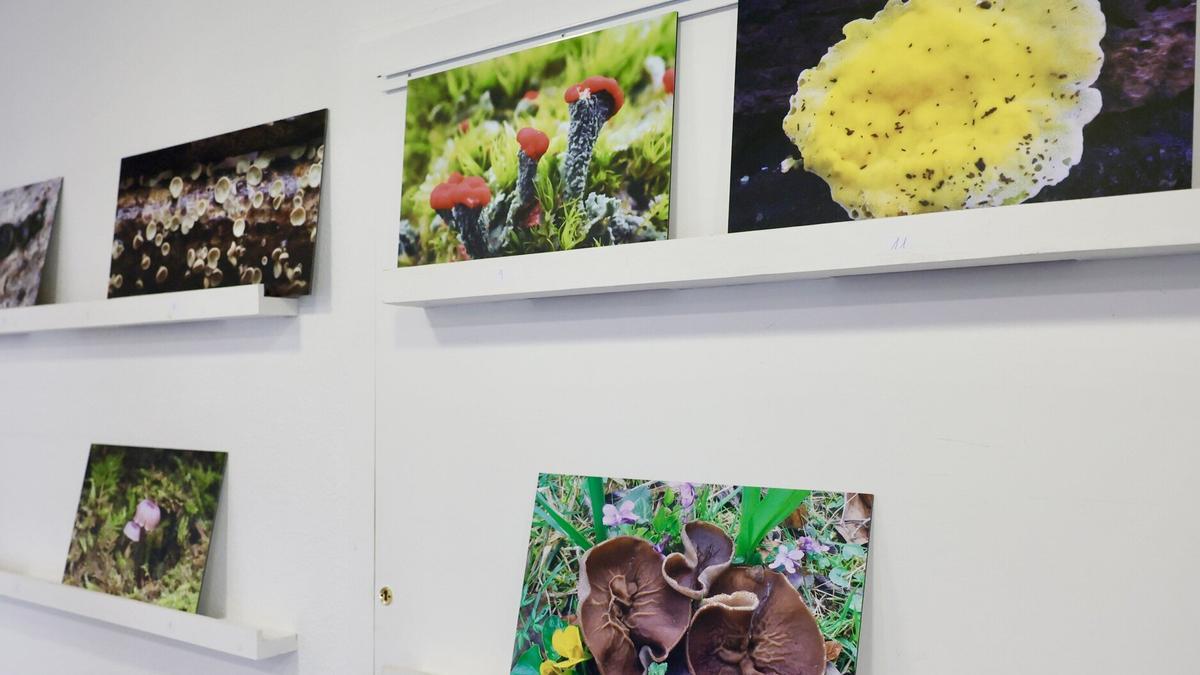 Varias especies de hongos presentadas en Aranzadi.