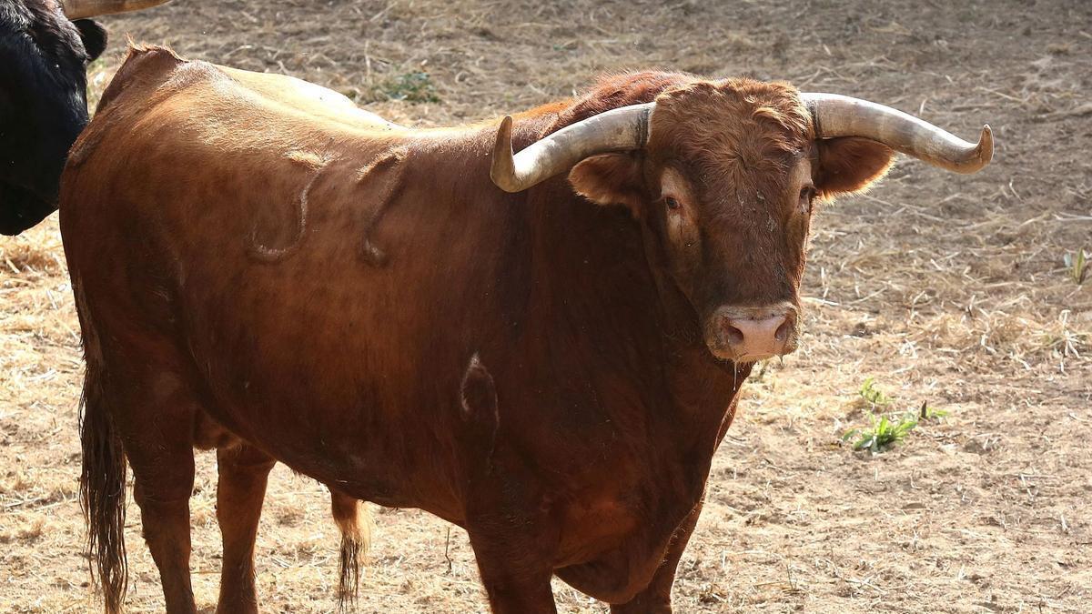 Nº 32.  papelón. 595 kilos. Castaño y bociblanco. Nacimiento: Septiembre/2018. Guarismo 9. Cinqueño.