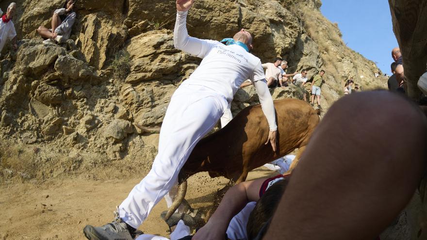 Fotos del cuarto encierro del Pilón de Falces 2026 con vacas de Alba Reta