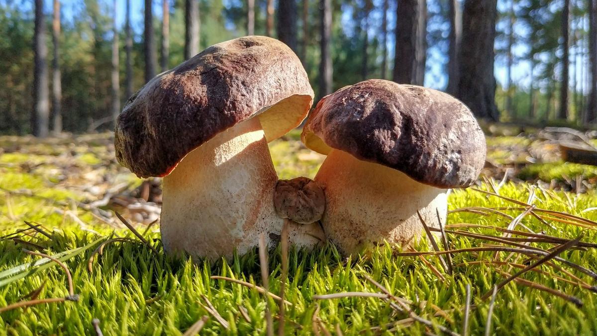 Boletus aereus.