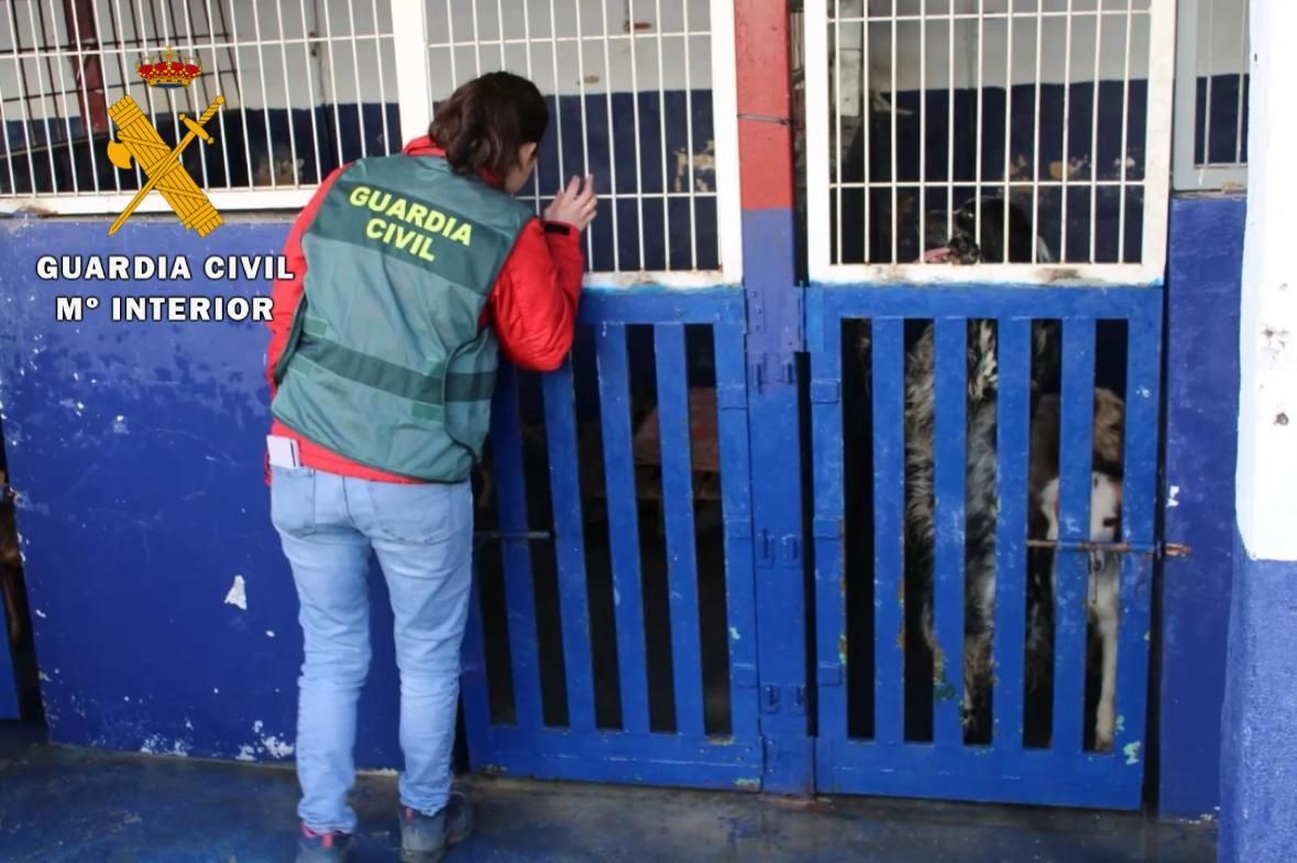 Maltrato animal en Nafarroa: un perro muerto y otros 23 en condiciones deplorables