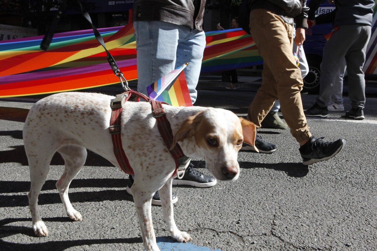 En imágenes: éxito absoluto en la fiesta contra de la LGTBIfobia de la zona Gorbea de Vitoria