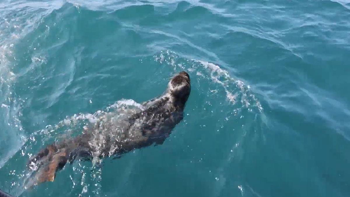 Argi regresa al mar en Gorliz