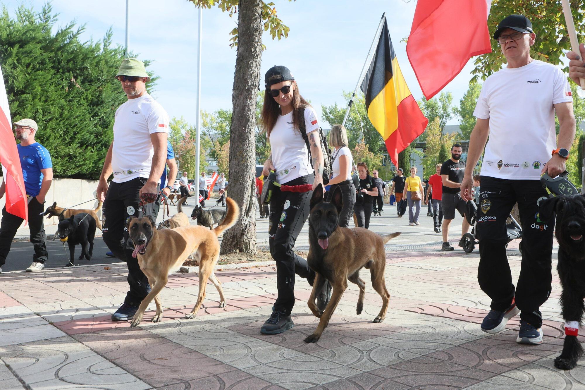 En imágenes: Perros de élite desfilan por Vitoria-Gasteiz por el 'Campeonato Mundial FCI-IGP'